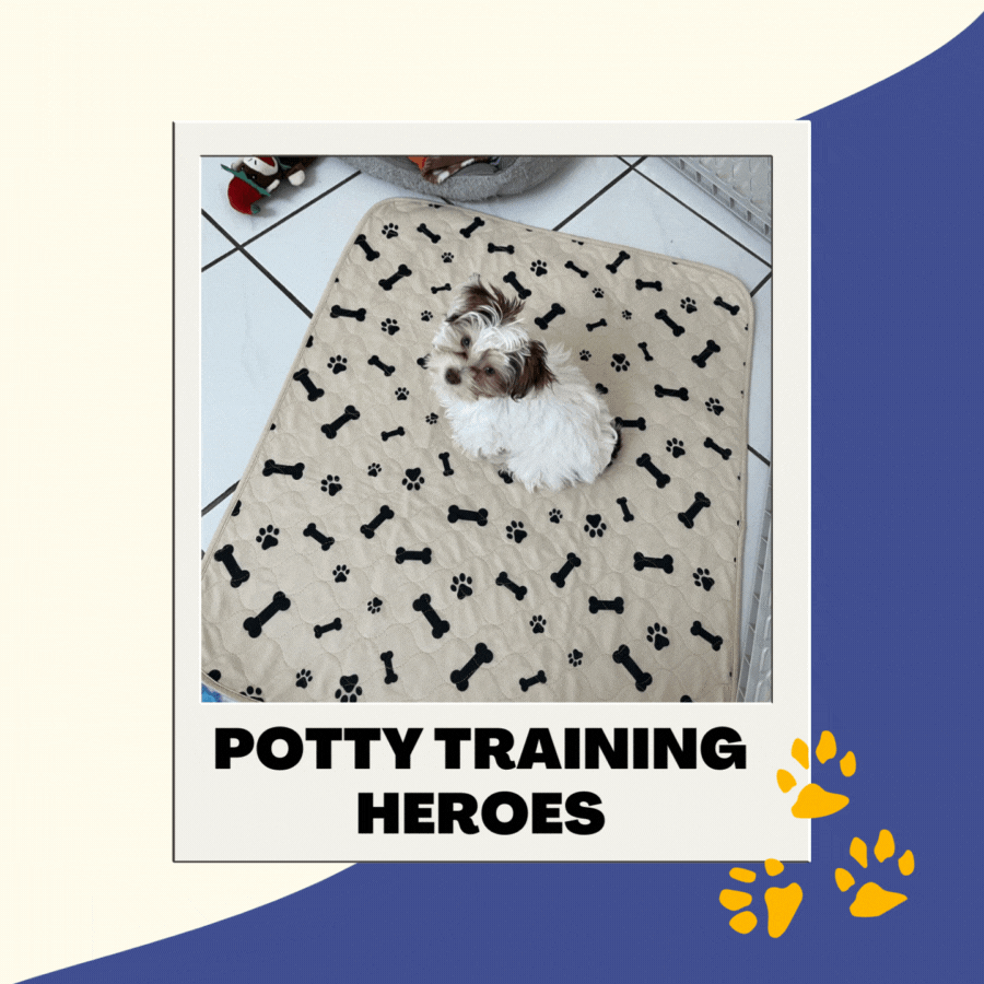 Do you make these potty training mistakes? Potty Buddy