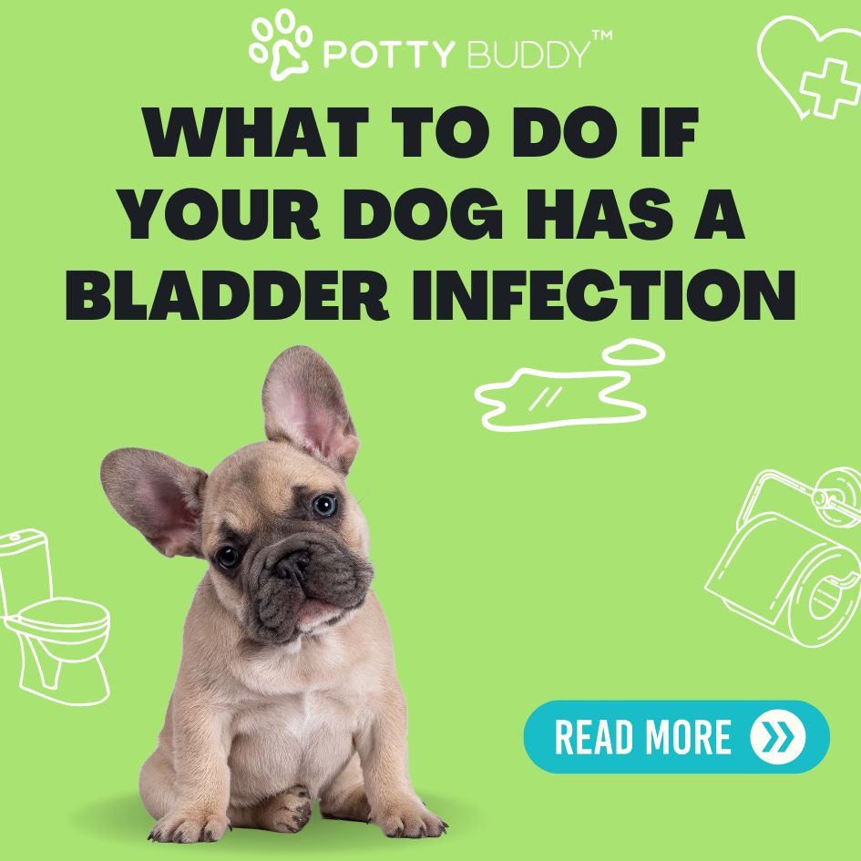 Dog Bladder Infections 👉 Here's what to do friend Potty Buddy