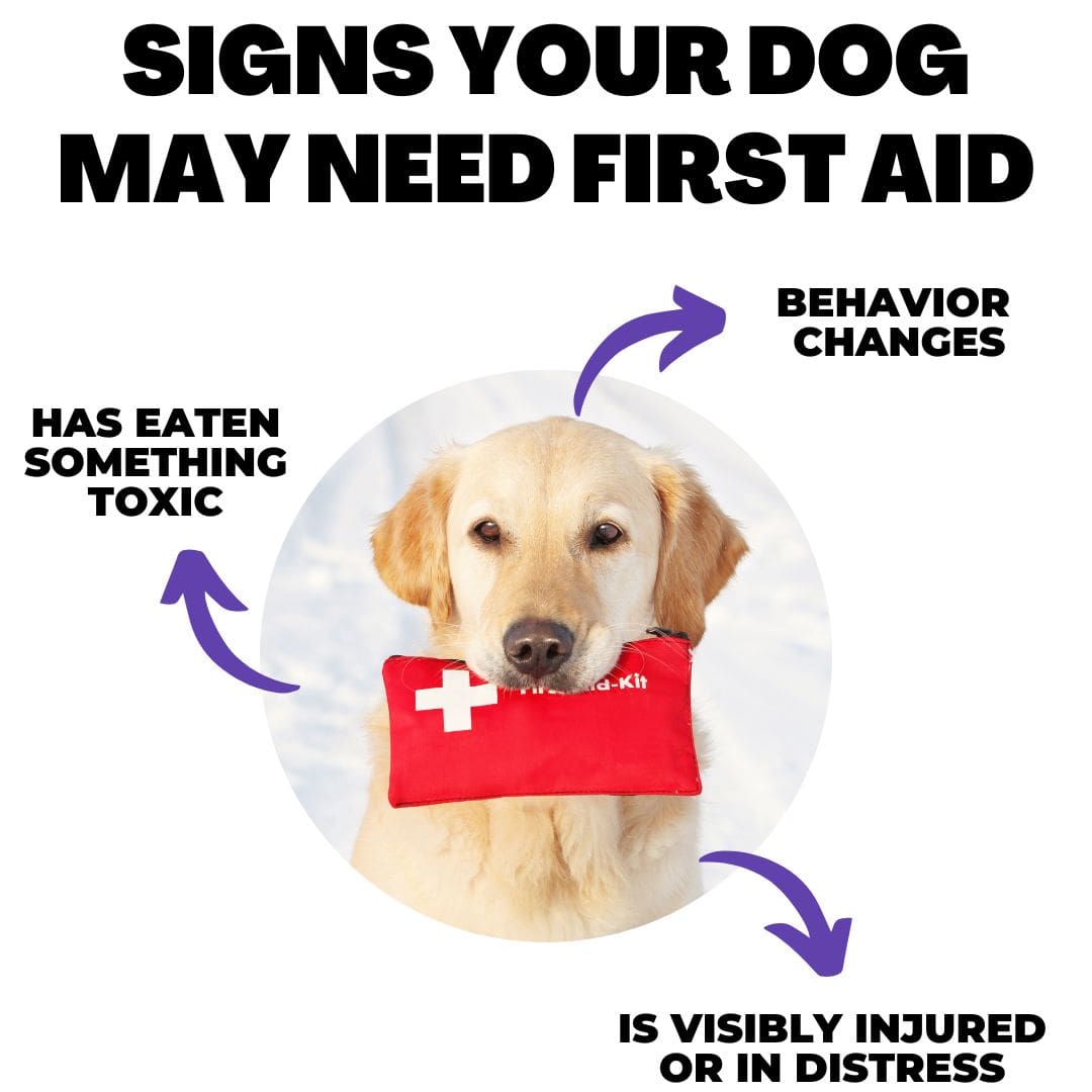 how do you give your dog first aid